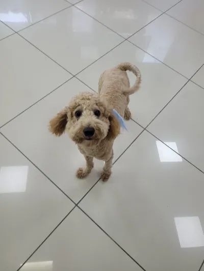 Catfish Petshop&Pet kuaför - Görsel 3