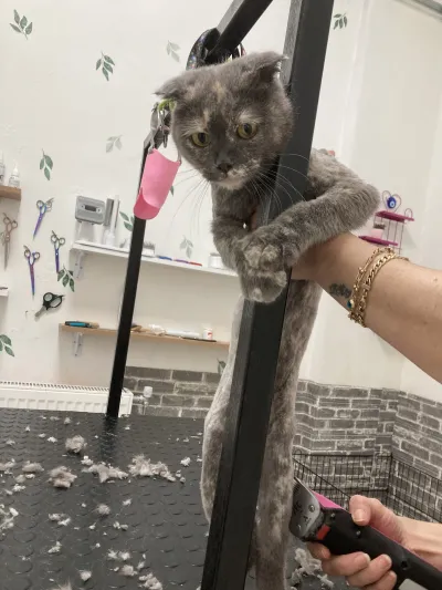 Catfish Petshop&Pet kuaför - Görsel 4