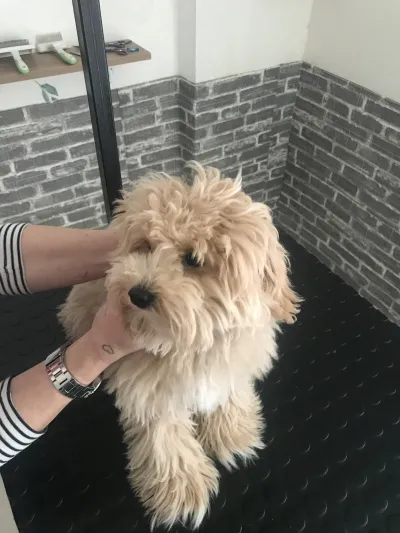 Catfish Petshop&Pet kuaför - Görsel 6