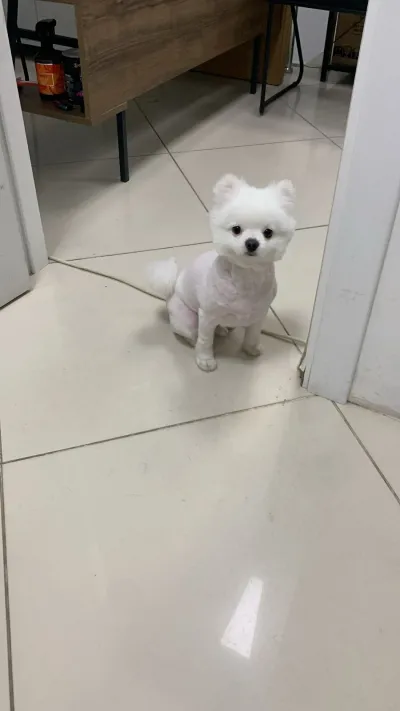 Catfish Petshop&Pet kuaför - Görsel 10