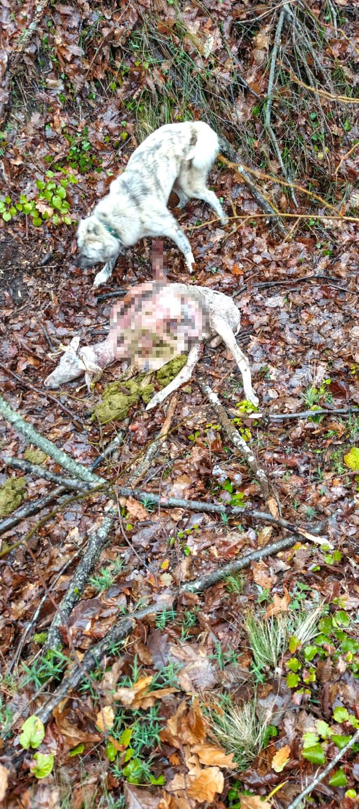 Sürüye kurt saldırdı: 18 koç ve 5 teke telef oldu