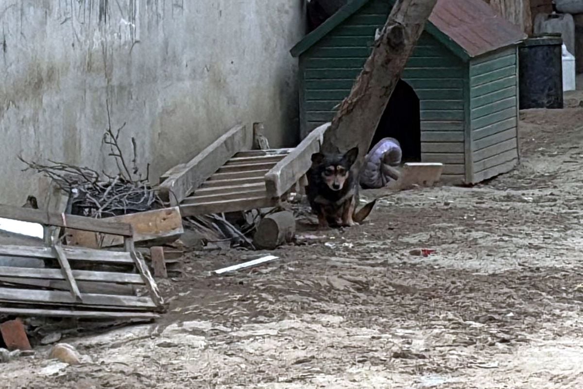 Pitbull'un saldırdığı 'Reis' isimli köpek, ağır yaralandı