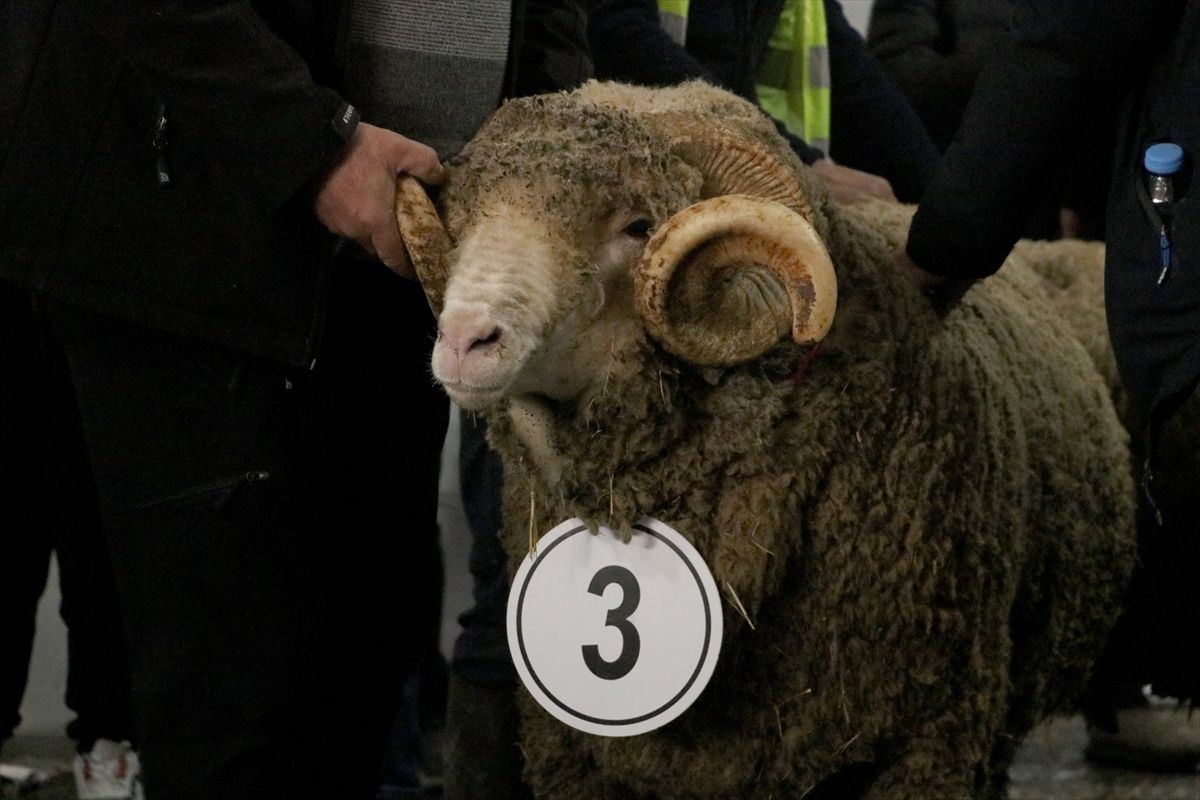 Tekirdağ'da "Damızlık Koç Yarışması" düzenlendi