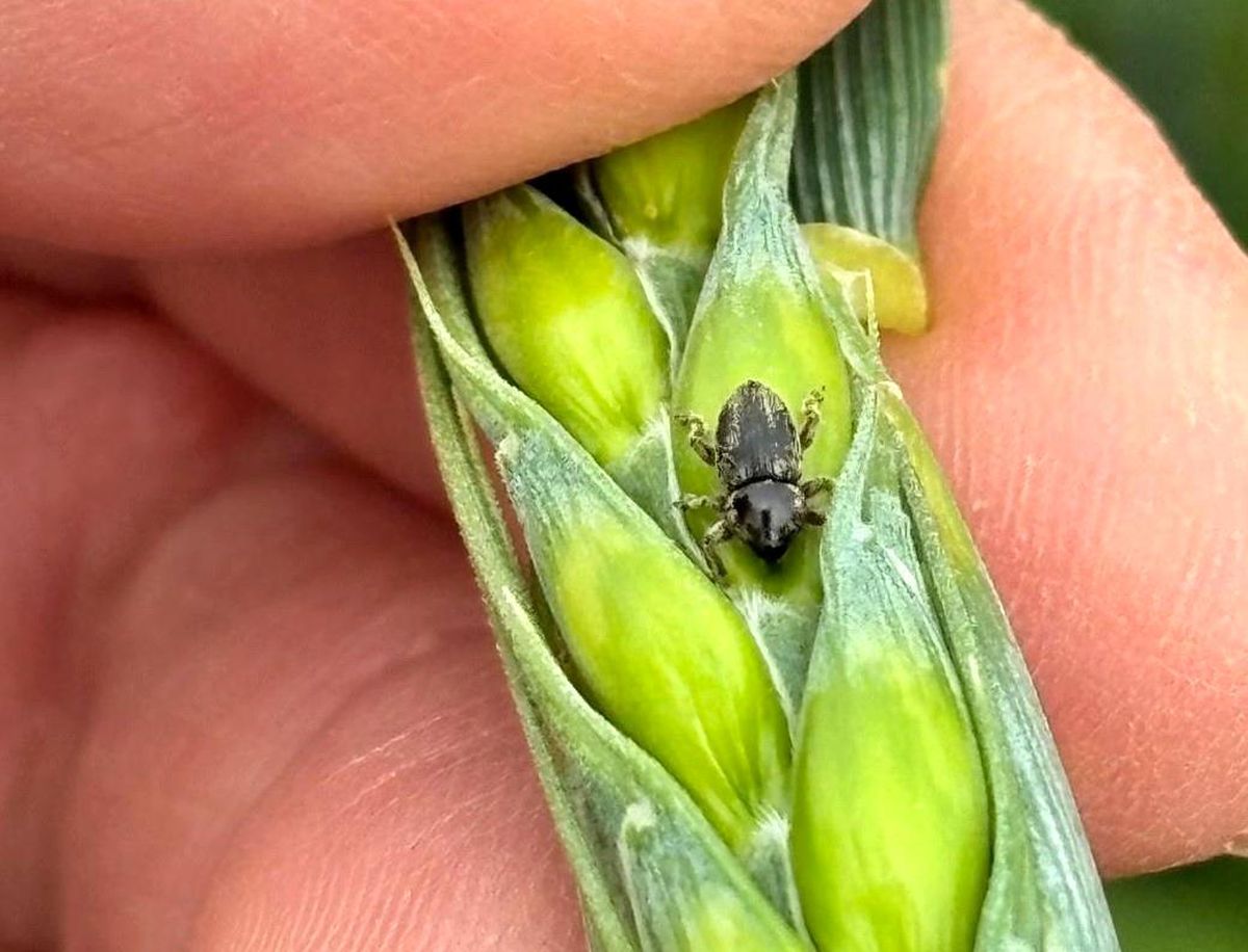 Arpa sarı cücelik virüsü ve hububat hortumlu böceğiyle mücadele çalışmaları