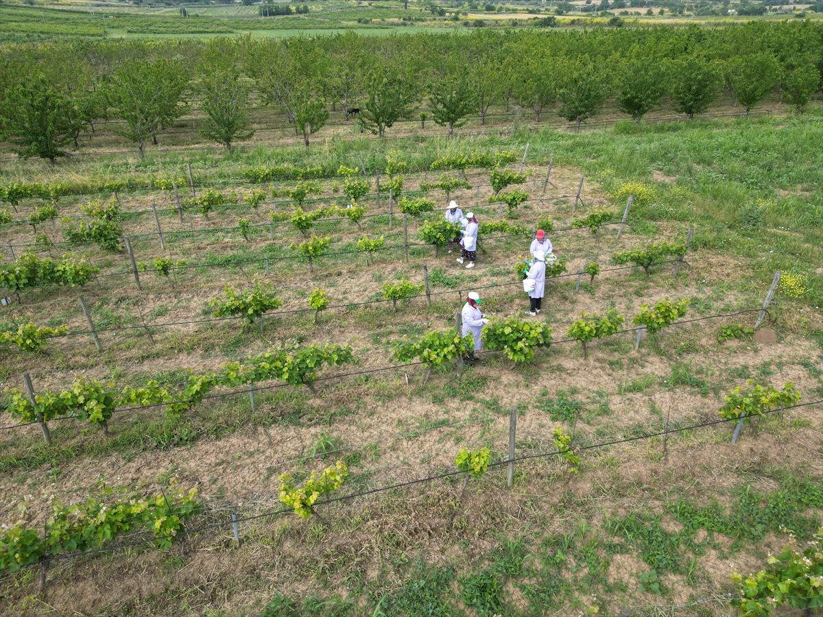 Tekirdağ'da tescilli Yapıncak asma yaprağından yaklaşık 5 ton rekolte bekleniyor