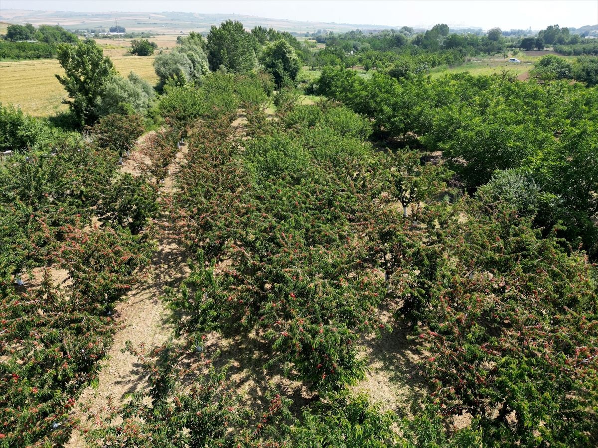 Tekirdağ kirazında 3 bin ton rekolte bekleniyor
