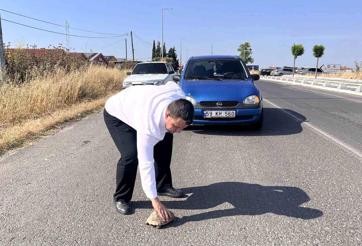 Kaplumbağayı ezilmekten kurtardı