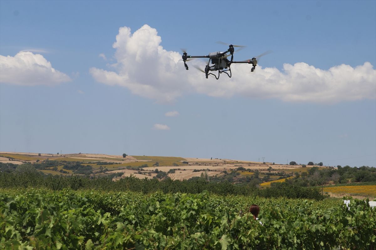 Tekirdağ'da bağlarda dronla ilaçlamanın doğru yöntemi araştırılıyor