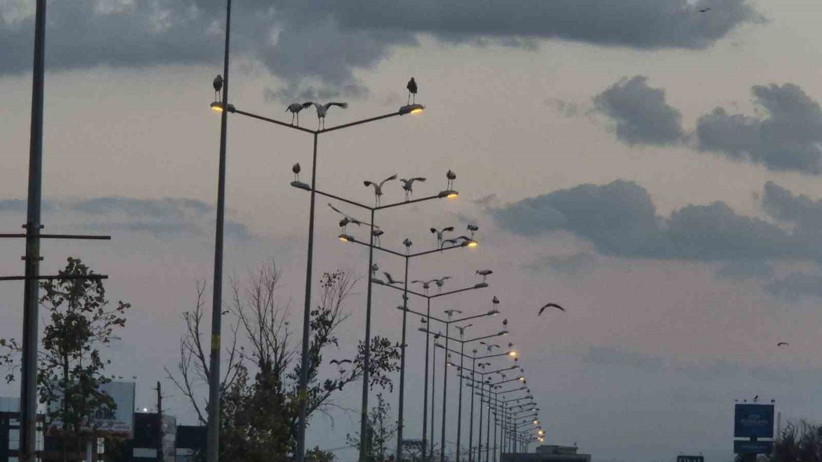 Çorlu'da leylekler yolu süsledi